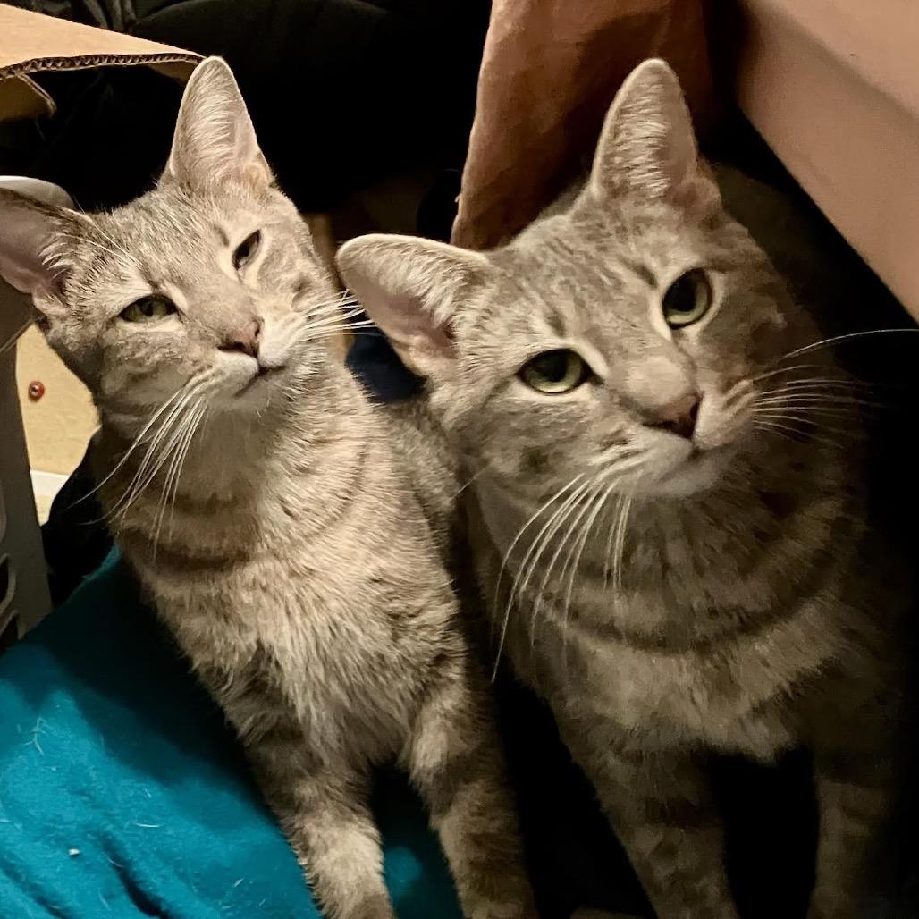 Enlarge Grammy (bonded with Emmy), a Adoptable Domestic Short Hair in Madison, WI image 3/3