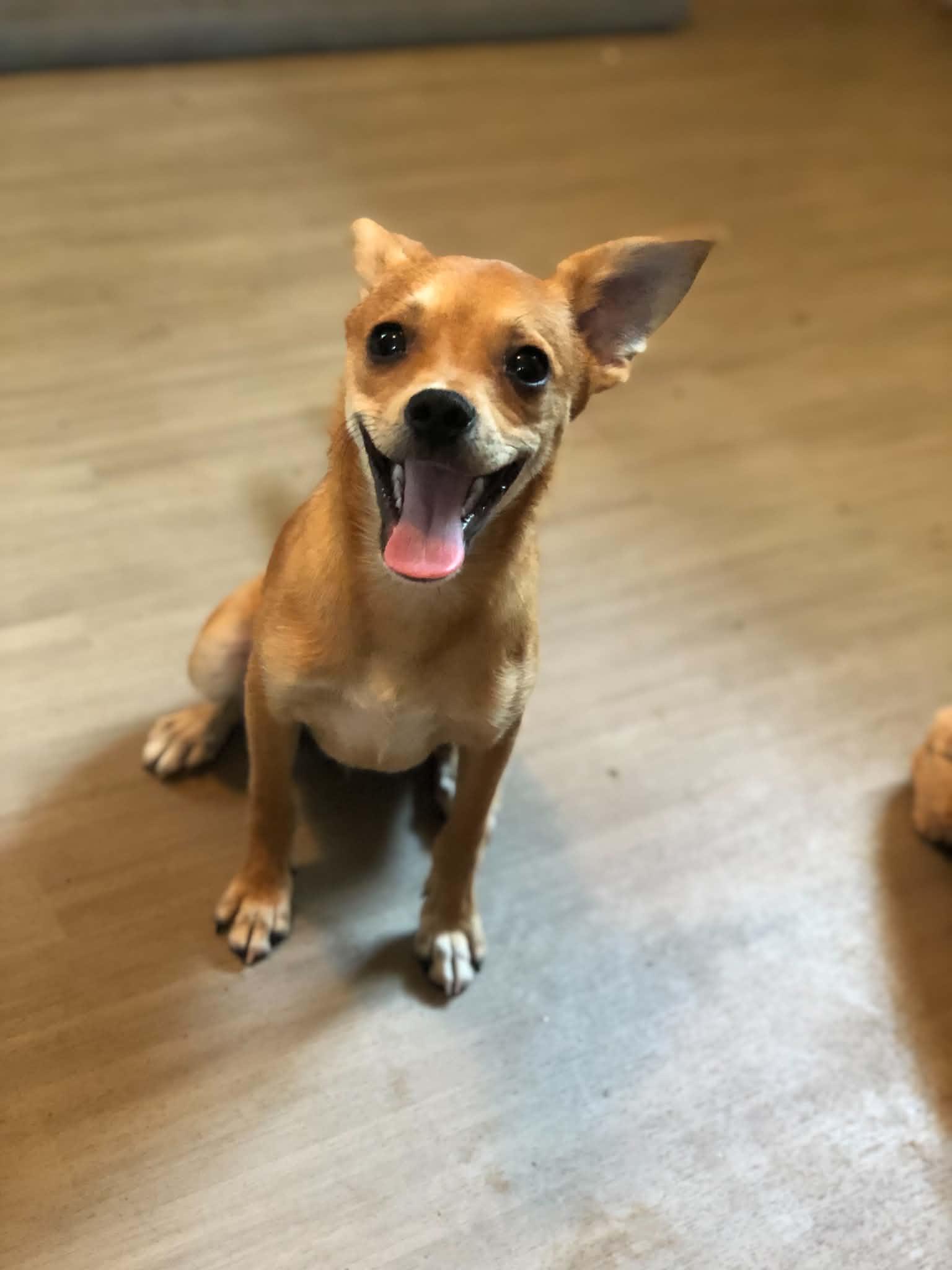 Enlarge Copper, a Adopted Chihuahua in Campton, KY image 6/6