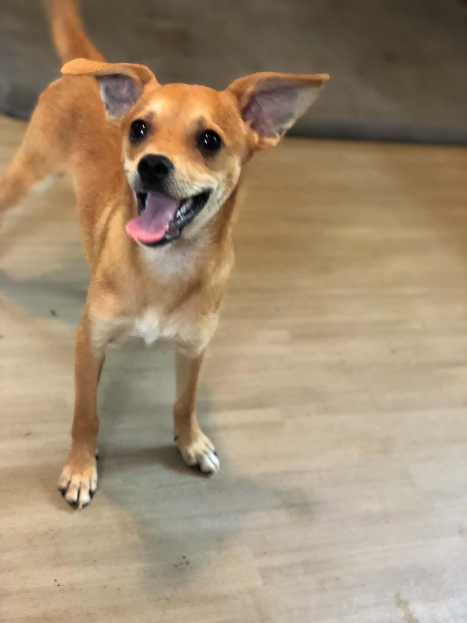 Enlarge Copper, a Adopted Chihuahua in Campton, KY image 4/6
