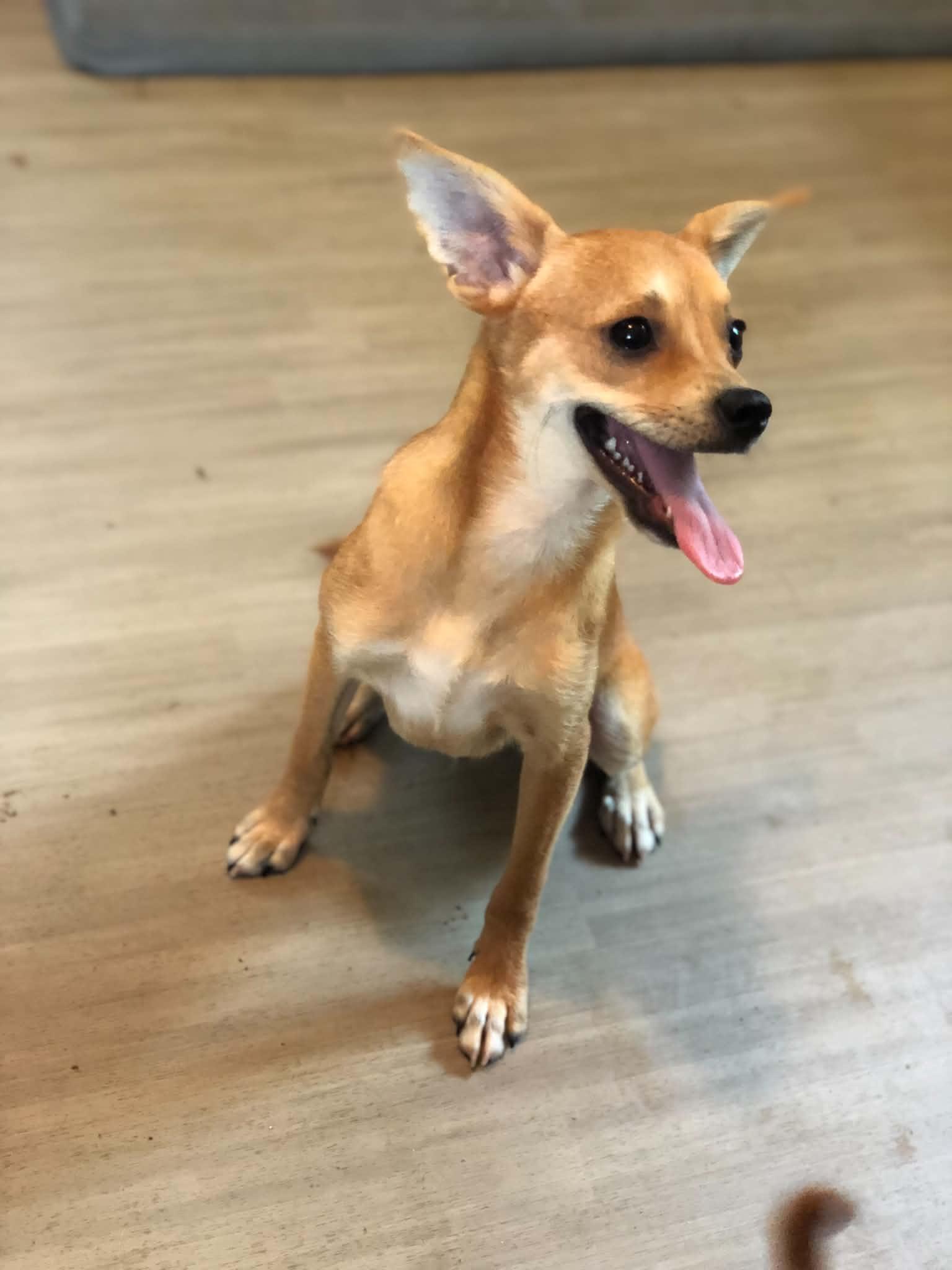 Enlarge Copper, a Adopted Chihuahua in Campton, KY image 3/6