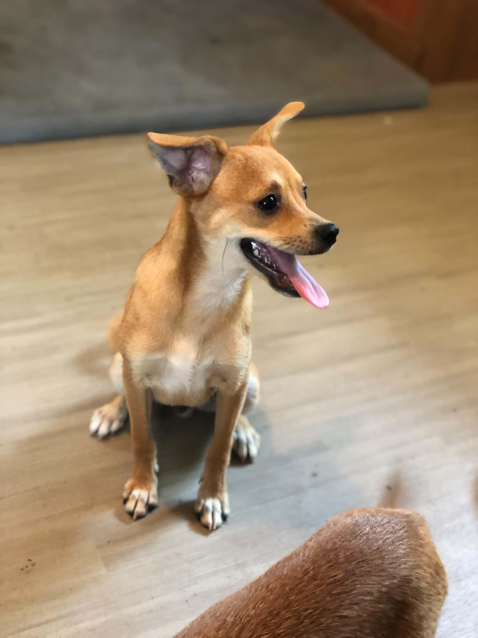 Enlarge Copper, a Adopted Chihuahua in Campton, KY image 2/6