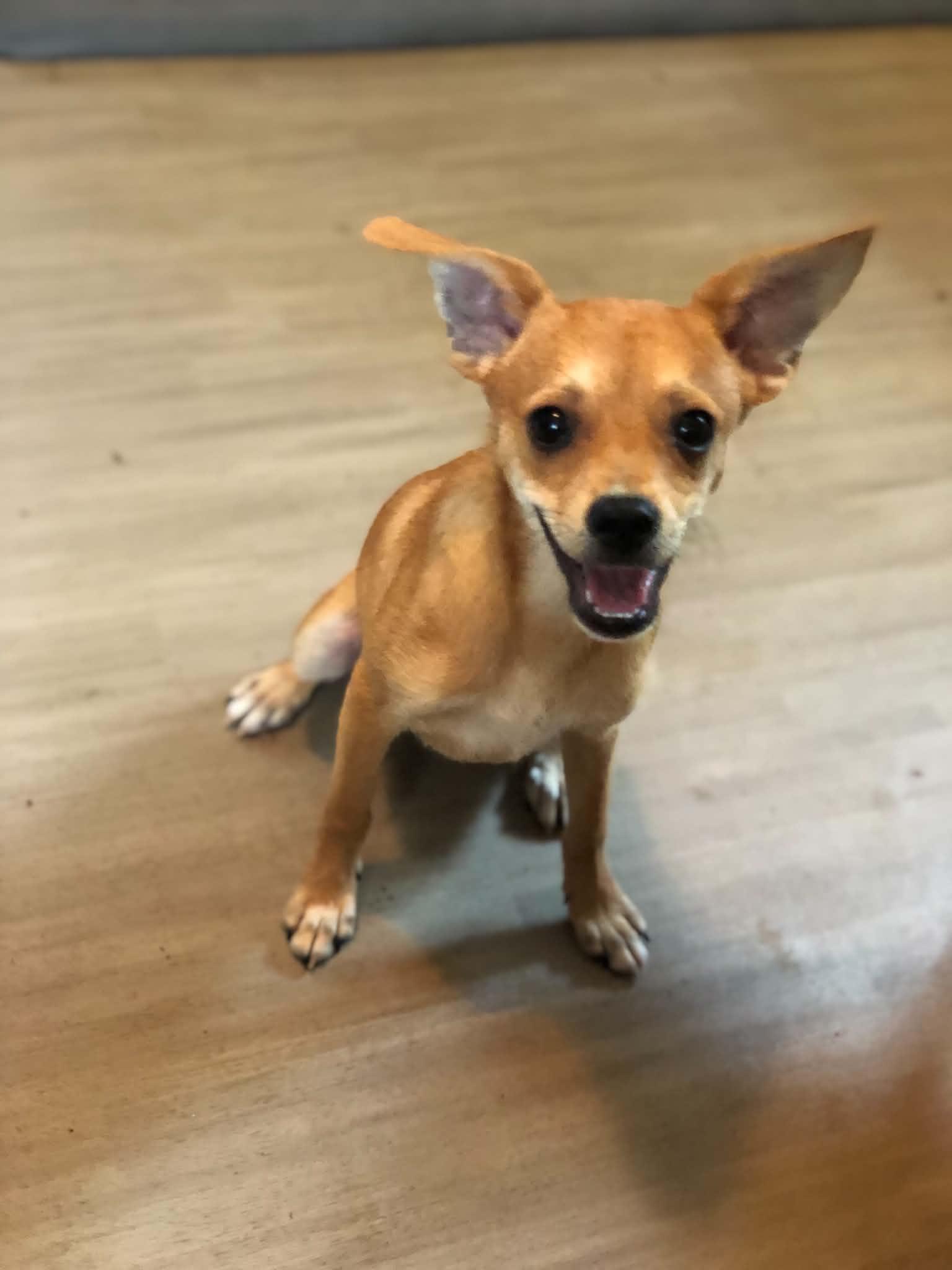 Enlarge Copper, a Adopted Chihuahua in Campton, KY image 5/6
