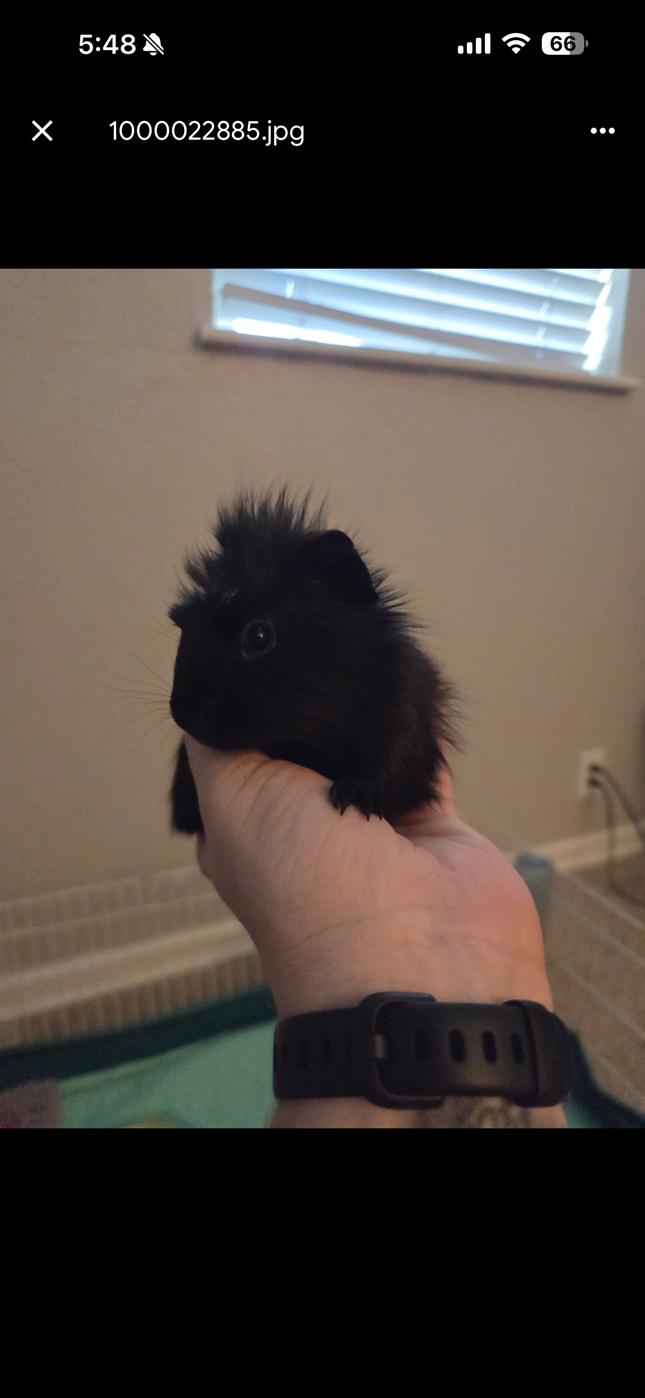 Enlarge Flo, a ADOPTABLE Abyssinian in Wellington, CO image 1/3