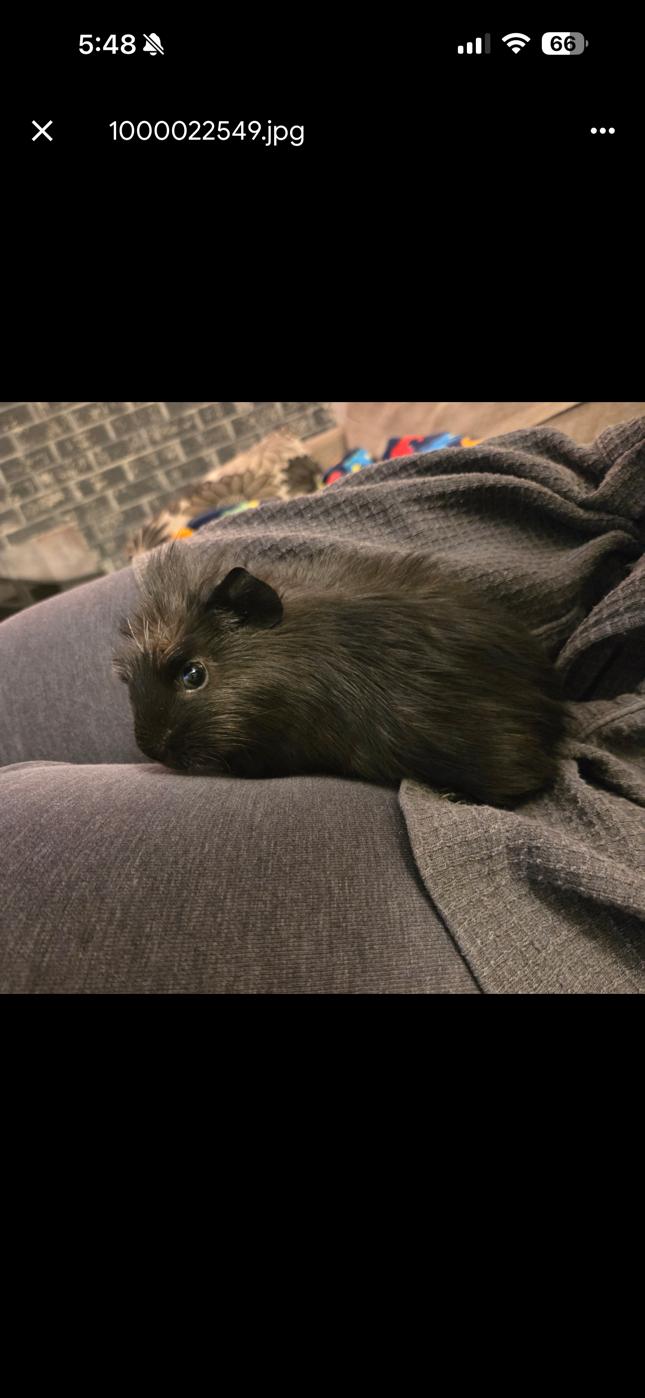 Enlarge Flo, a ADOPTABLE Abyssinian in Wellington, CO image 3/3