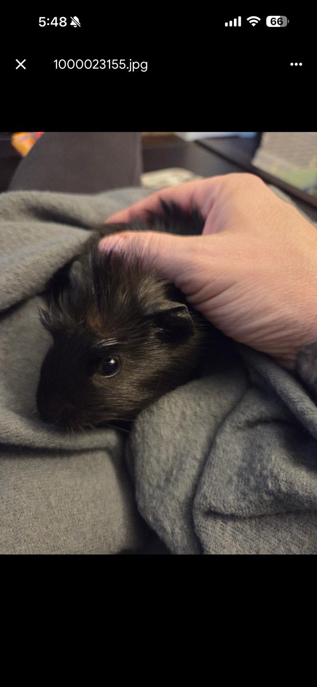 Enlarge Flo, a ADOPTABLE Abyssinian in Wellington, CO image 2/3