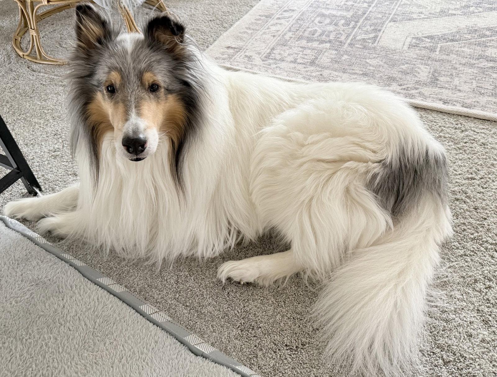Yukon, Adopted, Adult Male Collie.