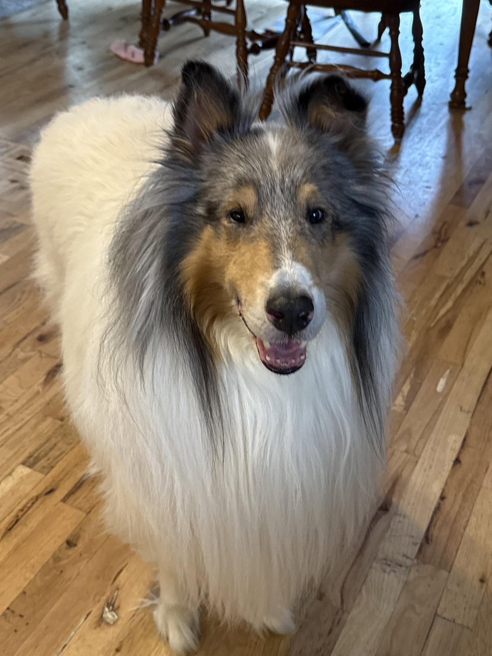 Enlarge Yukon, a Adopted Collie in Council Bluffs, IA image 2/3