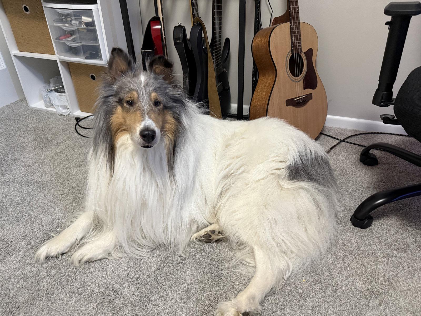 Enlarge Yukon, a Adopted Collie in Council Bluffs, IA image 3/3
