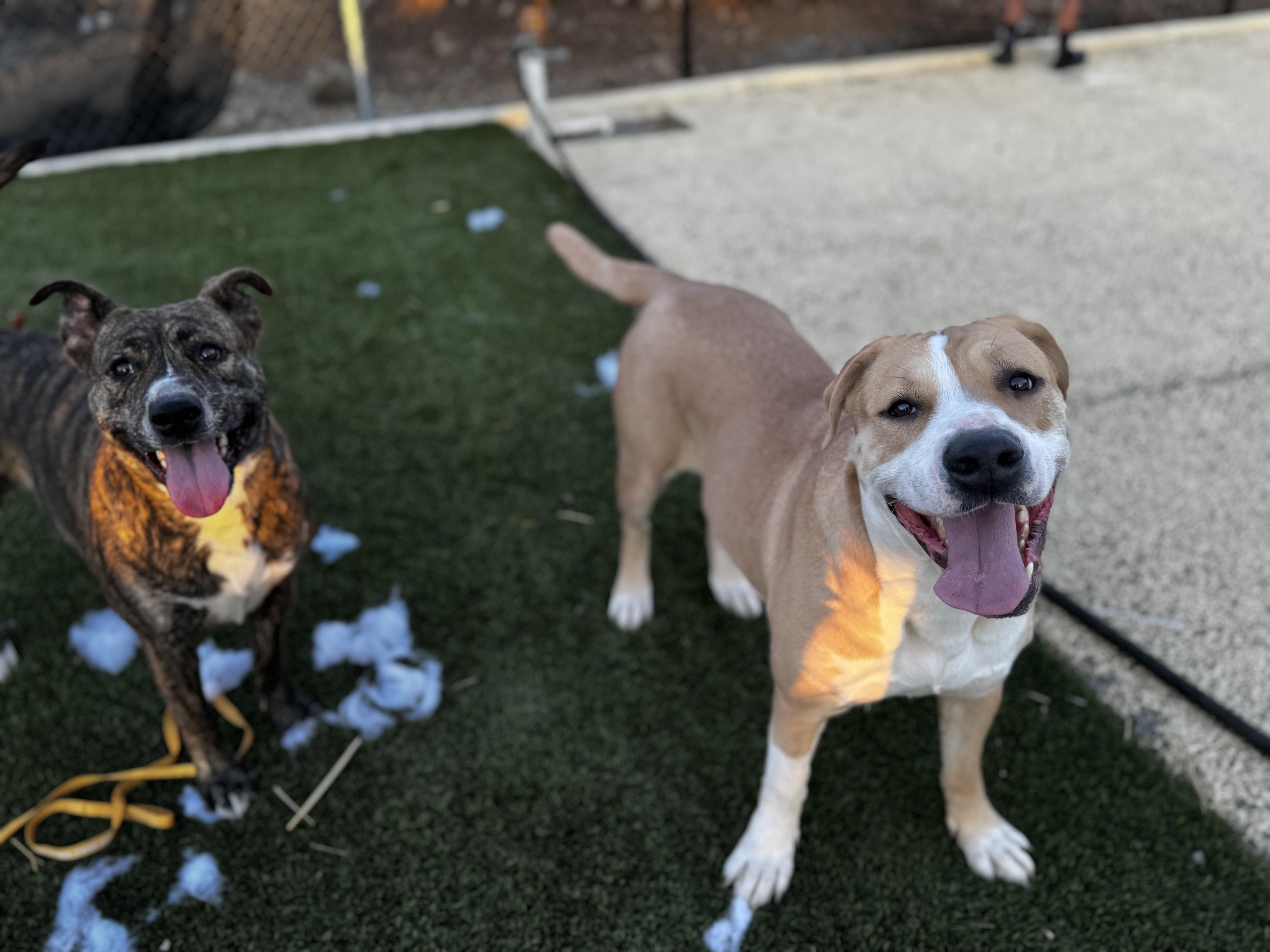 Cally, a Adoptable mixed breed in Santa Maria, CA image 1/6