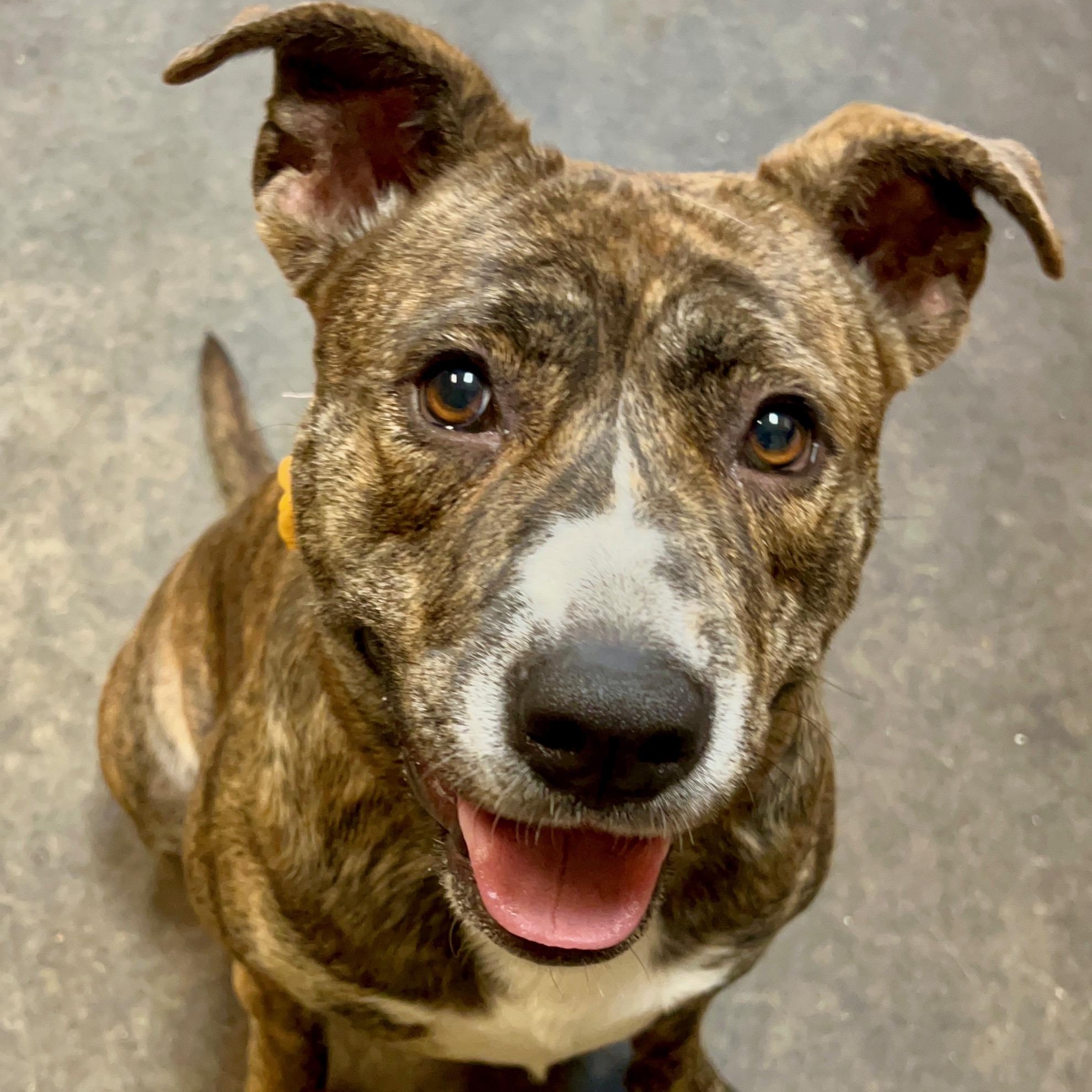 Cally, a Adoptable mixed breed in Santa Maria, CA image 2/6