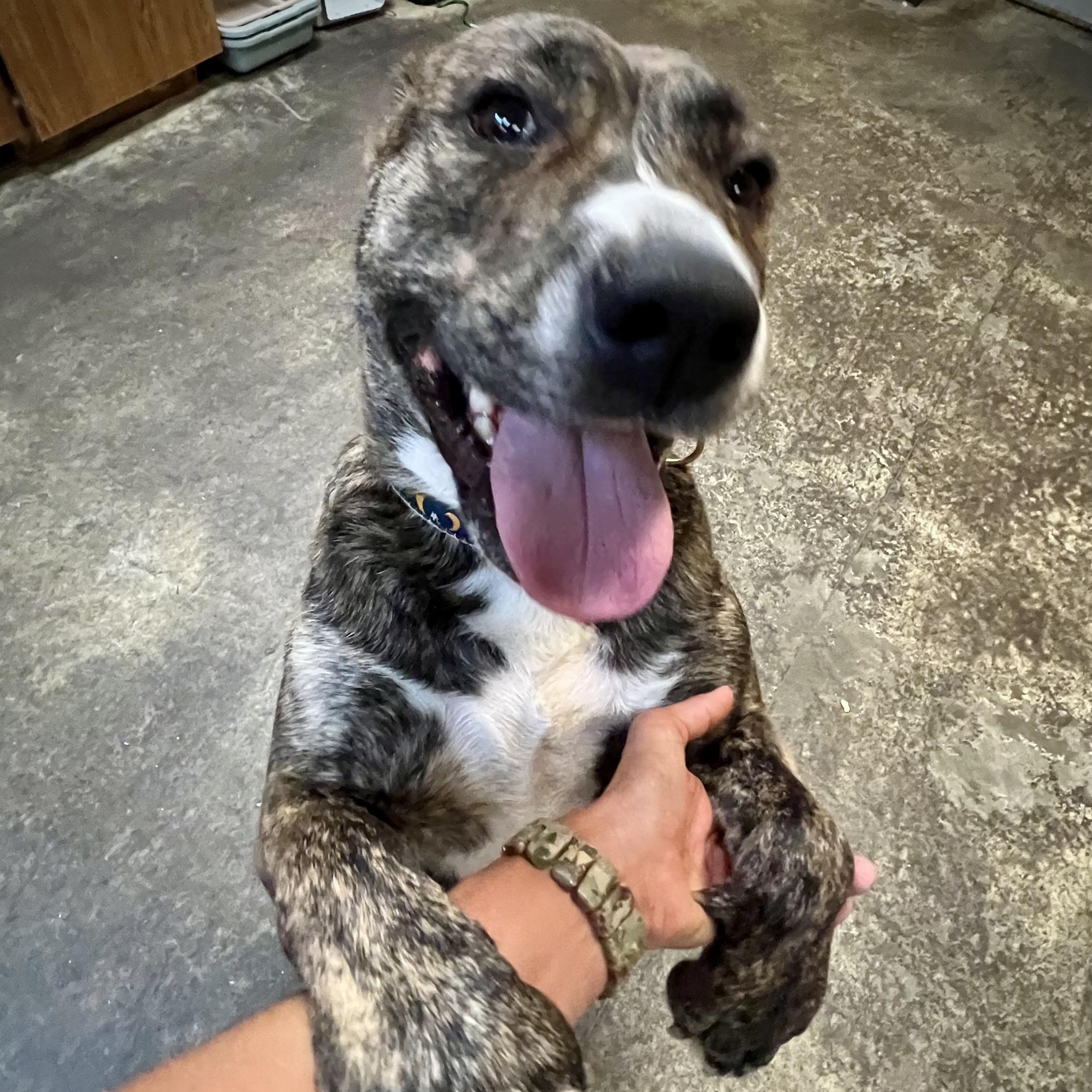 Cally, a Adoptable mixed breed in Santa Maria, CA image 4/6