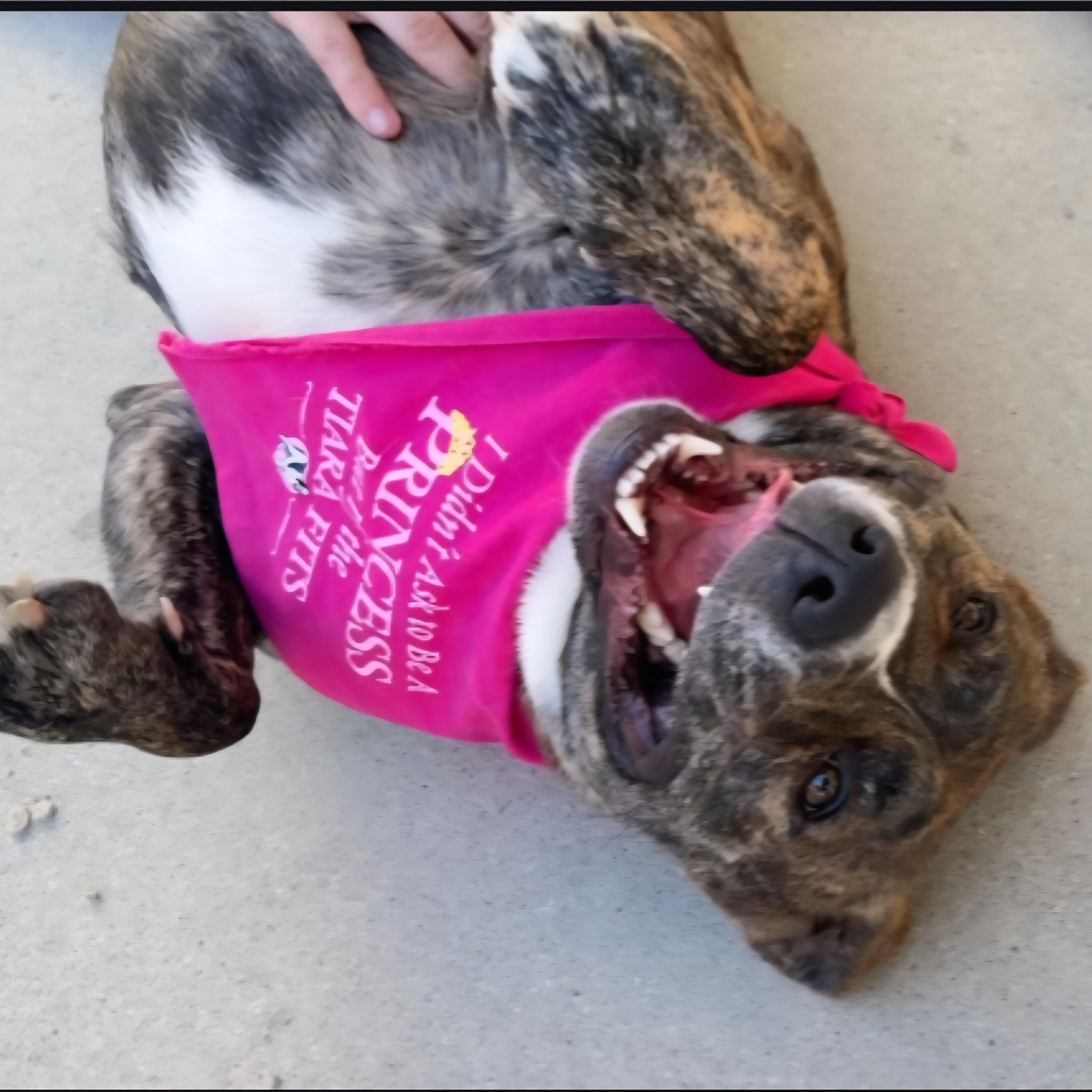 Cally, a Adoptable mixed breed in Santa Maria, CA image 5/6