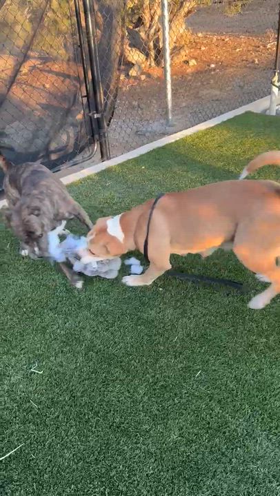 Enlarge Cally, a Adoptable mixed breed in Santa Maria, CA video 6/6