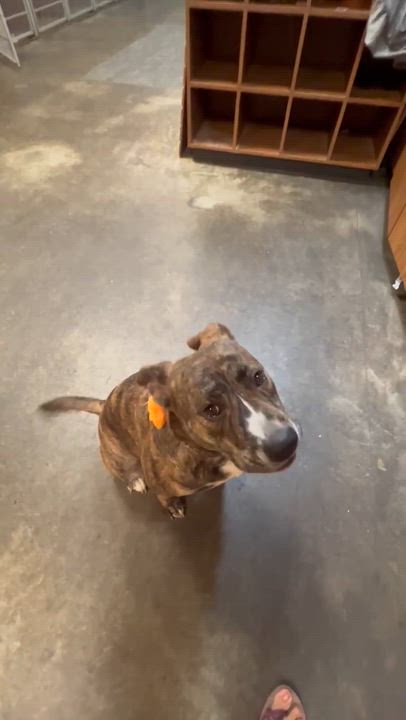 Enlarge Cally, a Adoptable mixed breed in Santa Maria, CA video 3/6