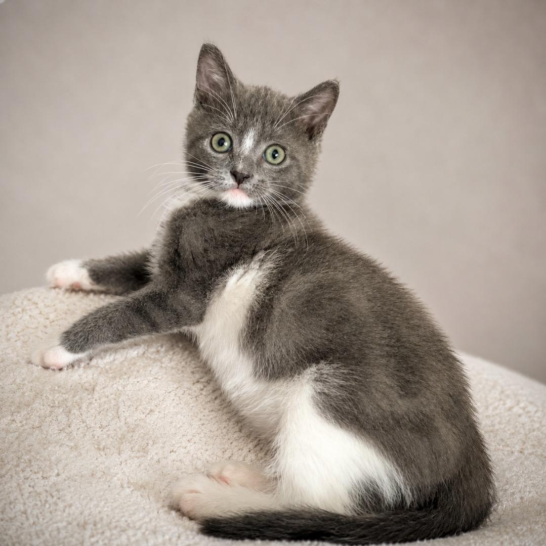 Ms. Bootsy, adoptable, Kitten Female American Shorthair.