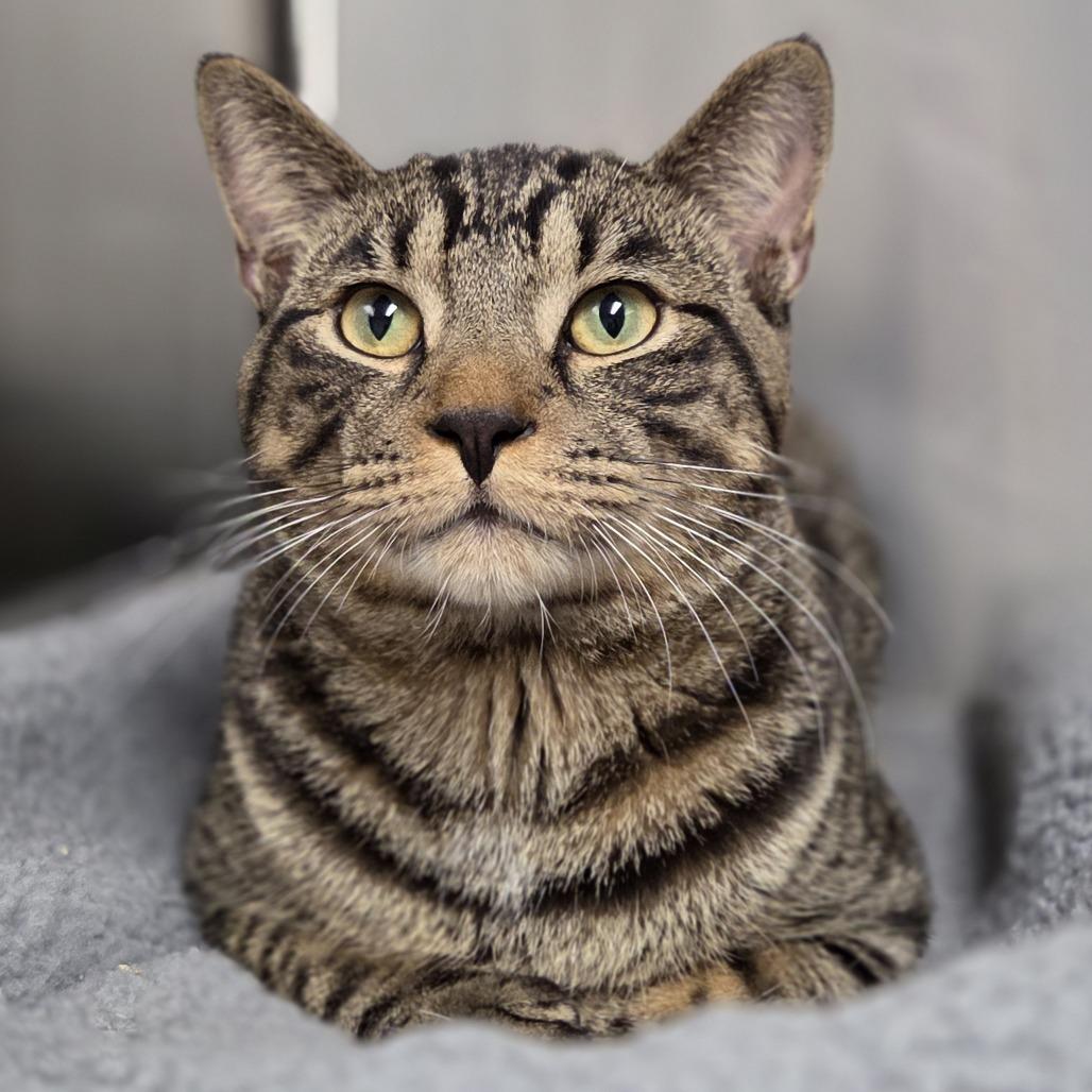 Chico, a Adoptable Domestic Short Hair in Pittsford, VT image 4/4