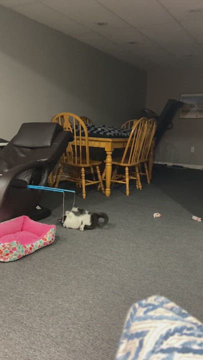 Enlarge Cupid, a Adopted Tuxedo in Macomb, MI video 6/11