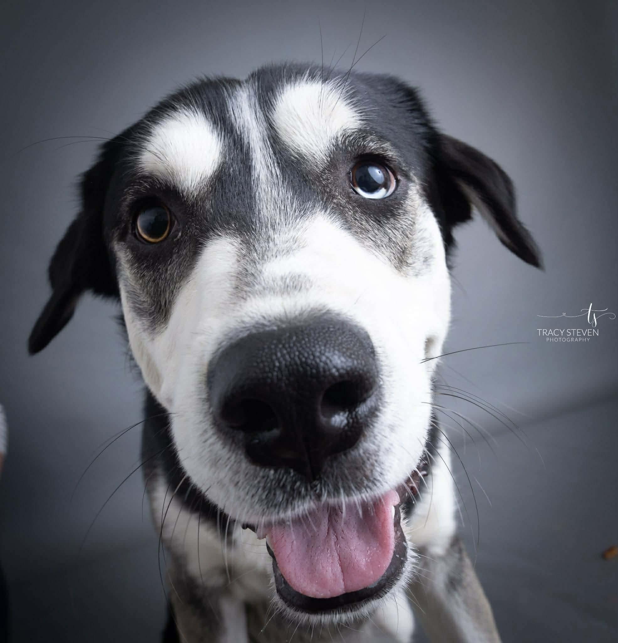 Enlarge Ivan, a Adoptable mixed breed in Hagerstown, MD image 6/6