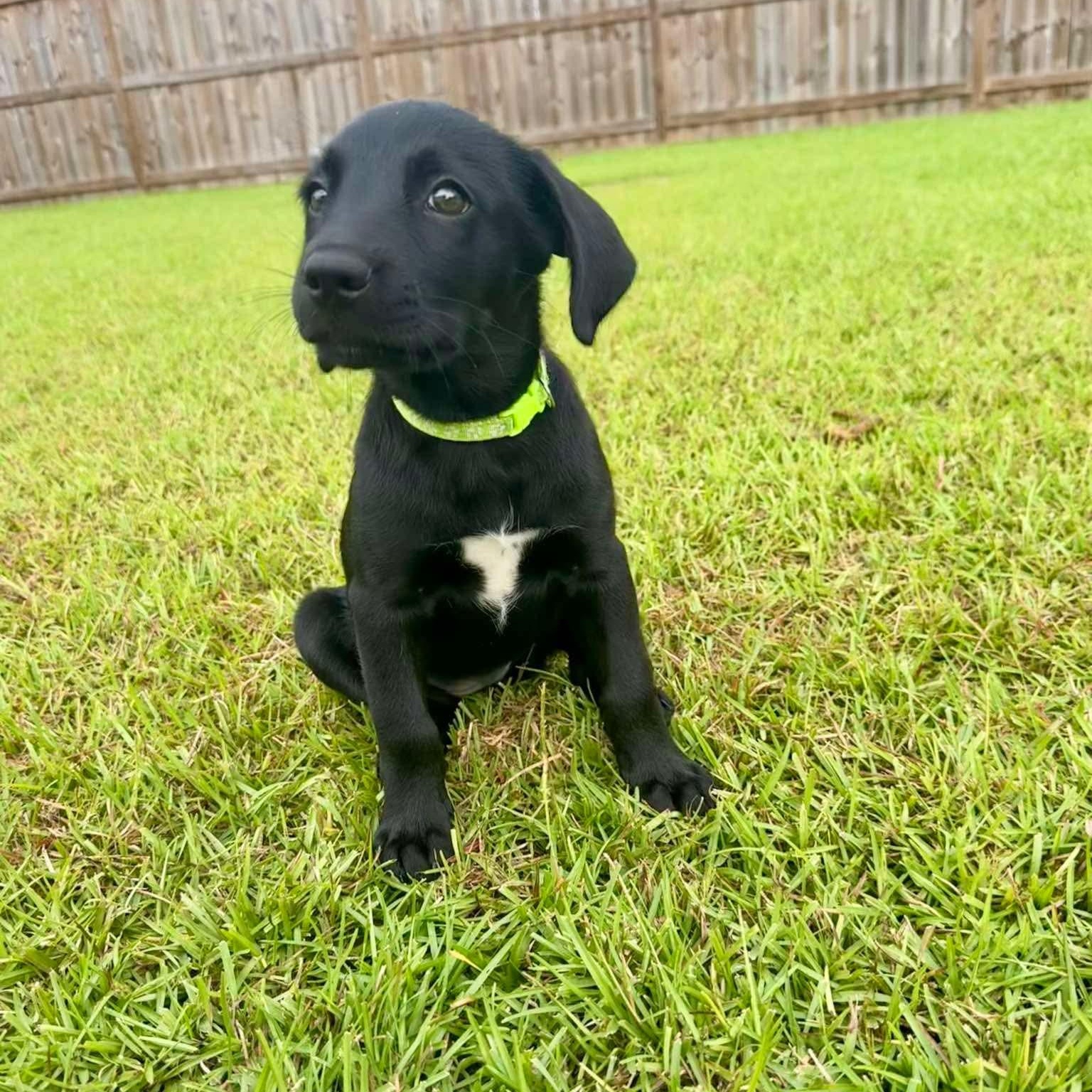 Holly, Adopted, Puppy Female Labrador Retriever.