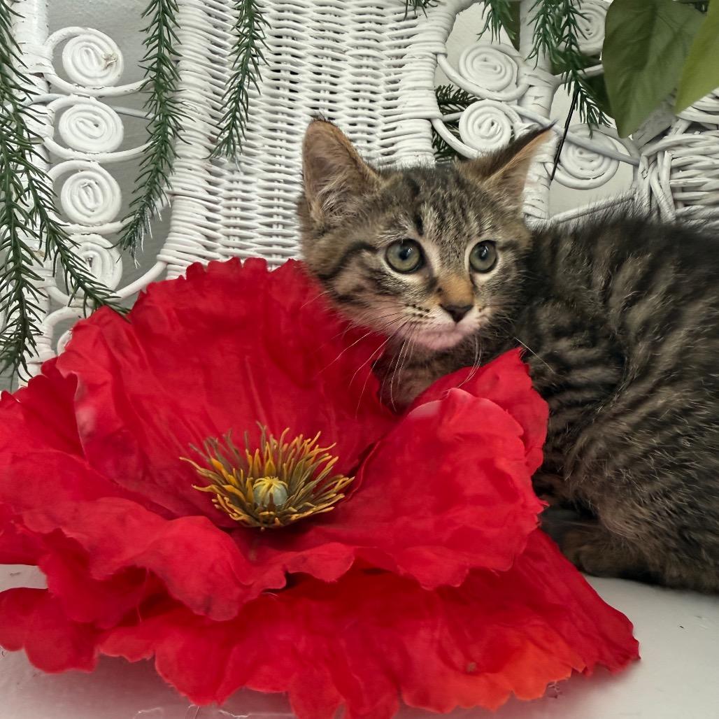 Water Chestnut 56201, Adoptable, Kitten Female Domestic Short Hair.