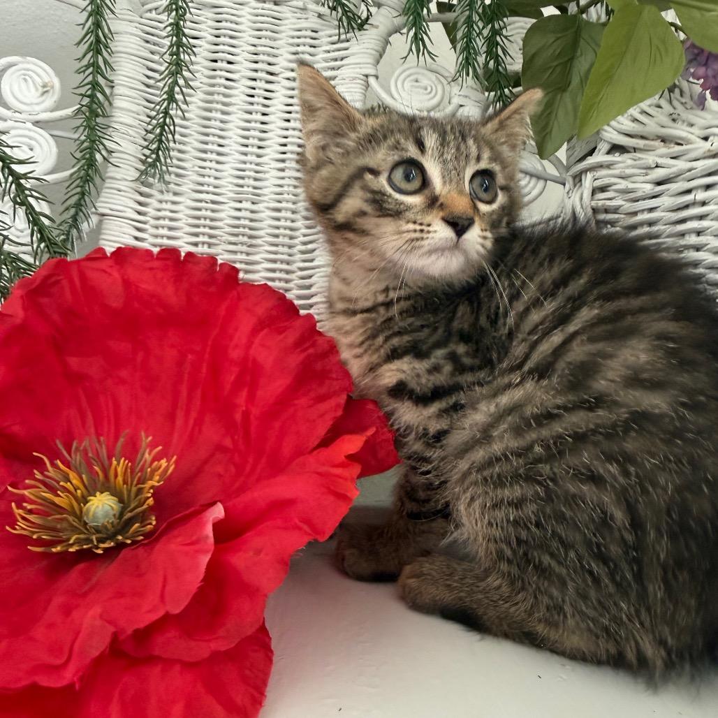 Enlarge Water Chestnut 56201, a Adoptable Domestic Short Hair in Lansing, MI image 2/6