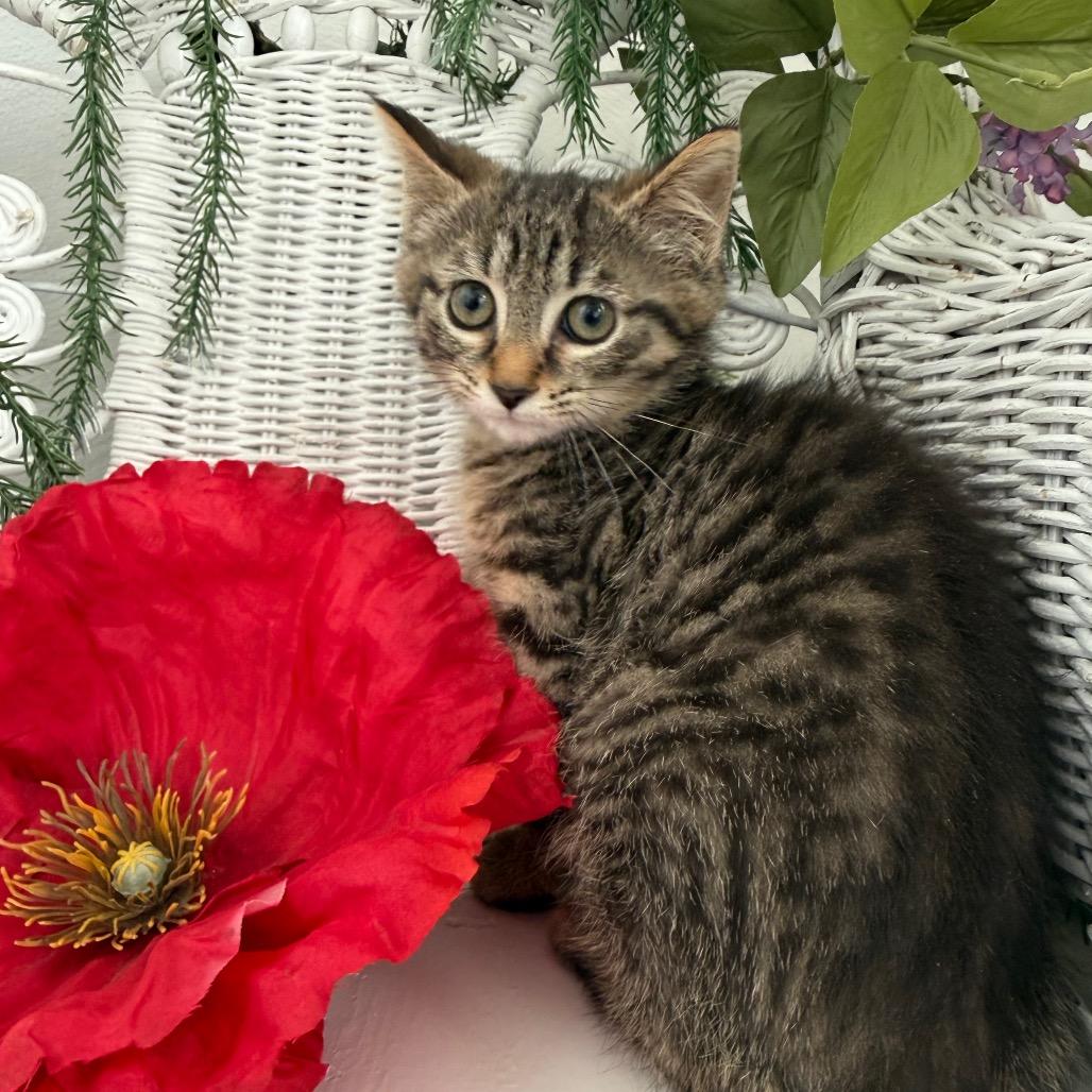 Enlarge Water Chestnut 56201, a Adoptable Domestic Short Hair in Lansing, MI image 3/6