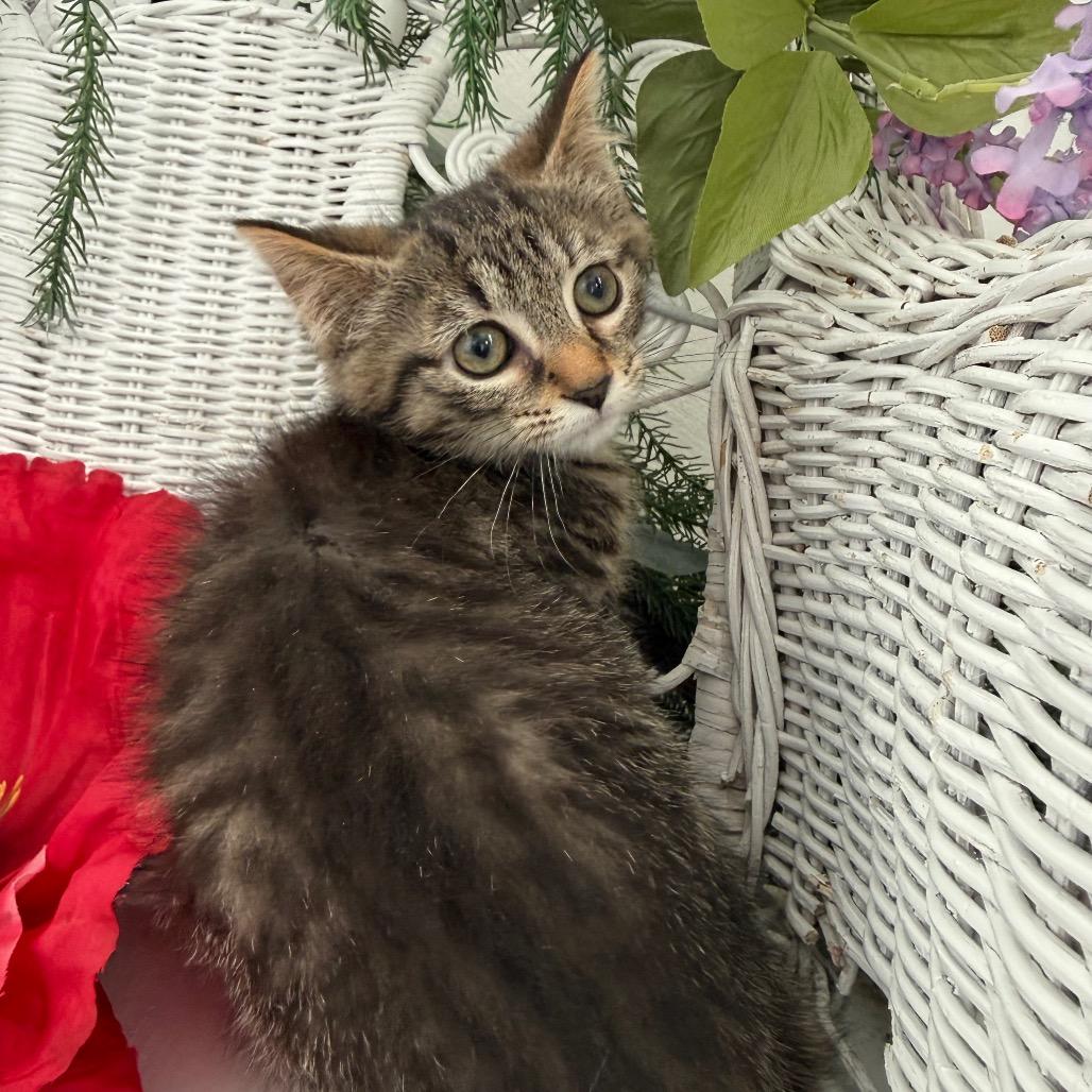 Enlarge Water Chestnut 56201, a Adoptable Domestic Short Hair in Lansing, MI image 4/6