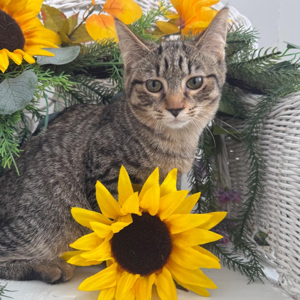Water Chestnut 56201, Adoptable, Young Female Domestic Short Hair.