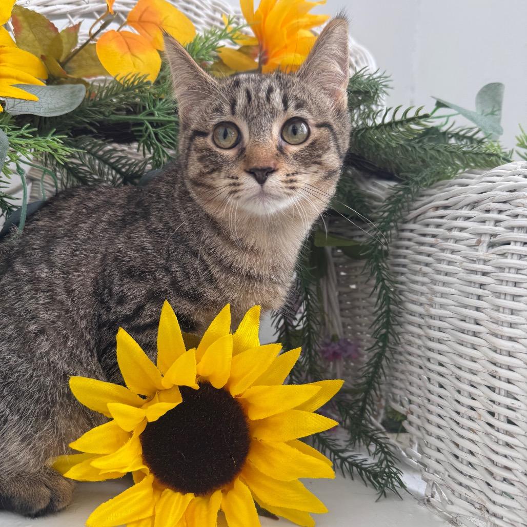 Enlarge Water Chestnut 56201, a Adoptable Domestic Short Hair in Lansing, MI image 2/6