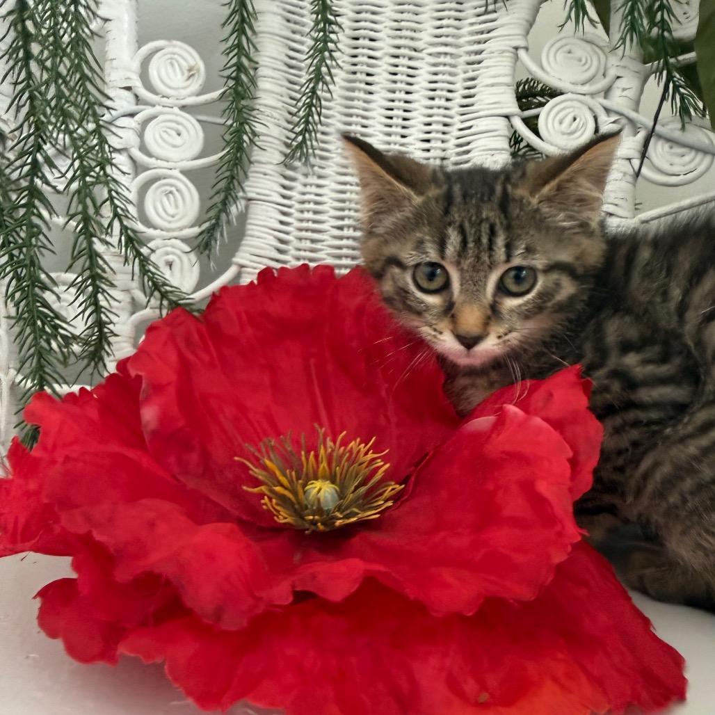 Enlarge Water Chestnut 56201, a Adoptable Domestic Short Hair in Lansing, MI image 5/6