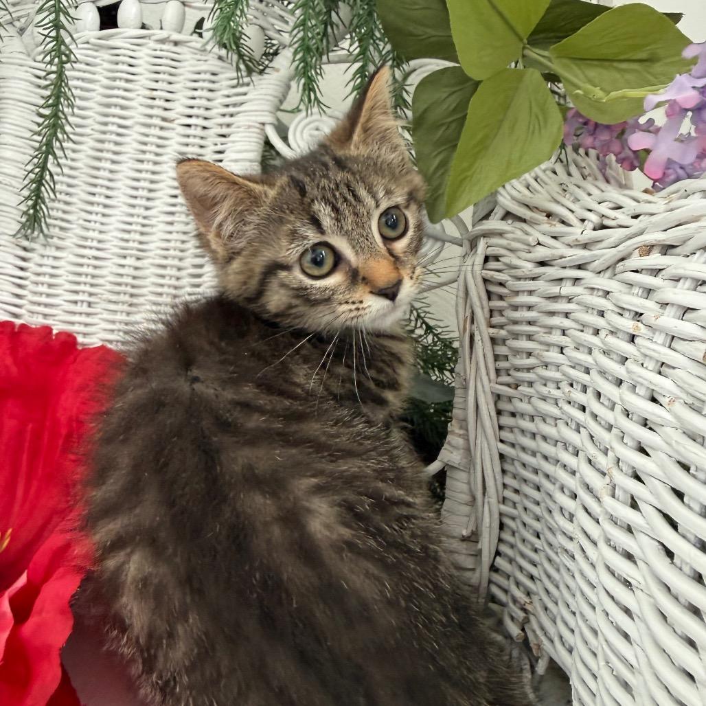 Enlarge Water Chestnut 56201, a Adoptable Domestic Short Hair in Lansing, MI image 6/6