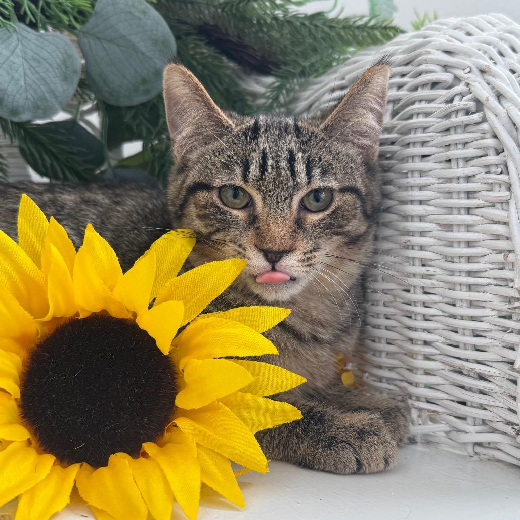 Enlarge Water Chestnut 56201, a Adoptable Domestic Short Hair in Lansing, MI image 4/6