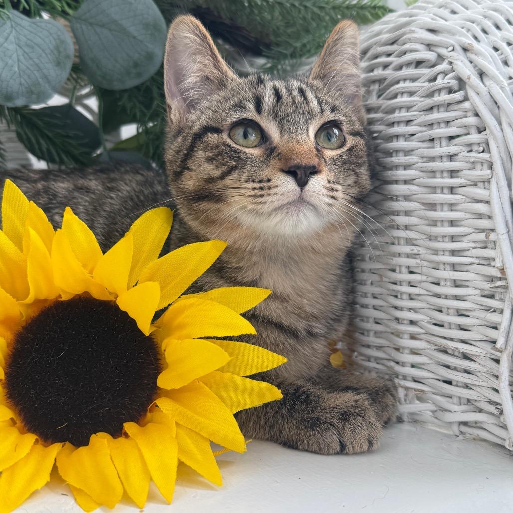 Enlarge Water Chestnut 56201, a Adoptable Domestic Short Hair in Lansing, MI image 5/6