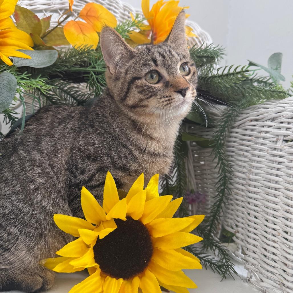 Enlarge Water Chestnut 56201, a Adoptable Domestic Short Hair in Lansing, MI image 6/6
