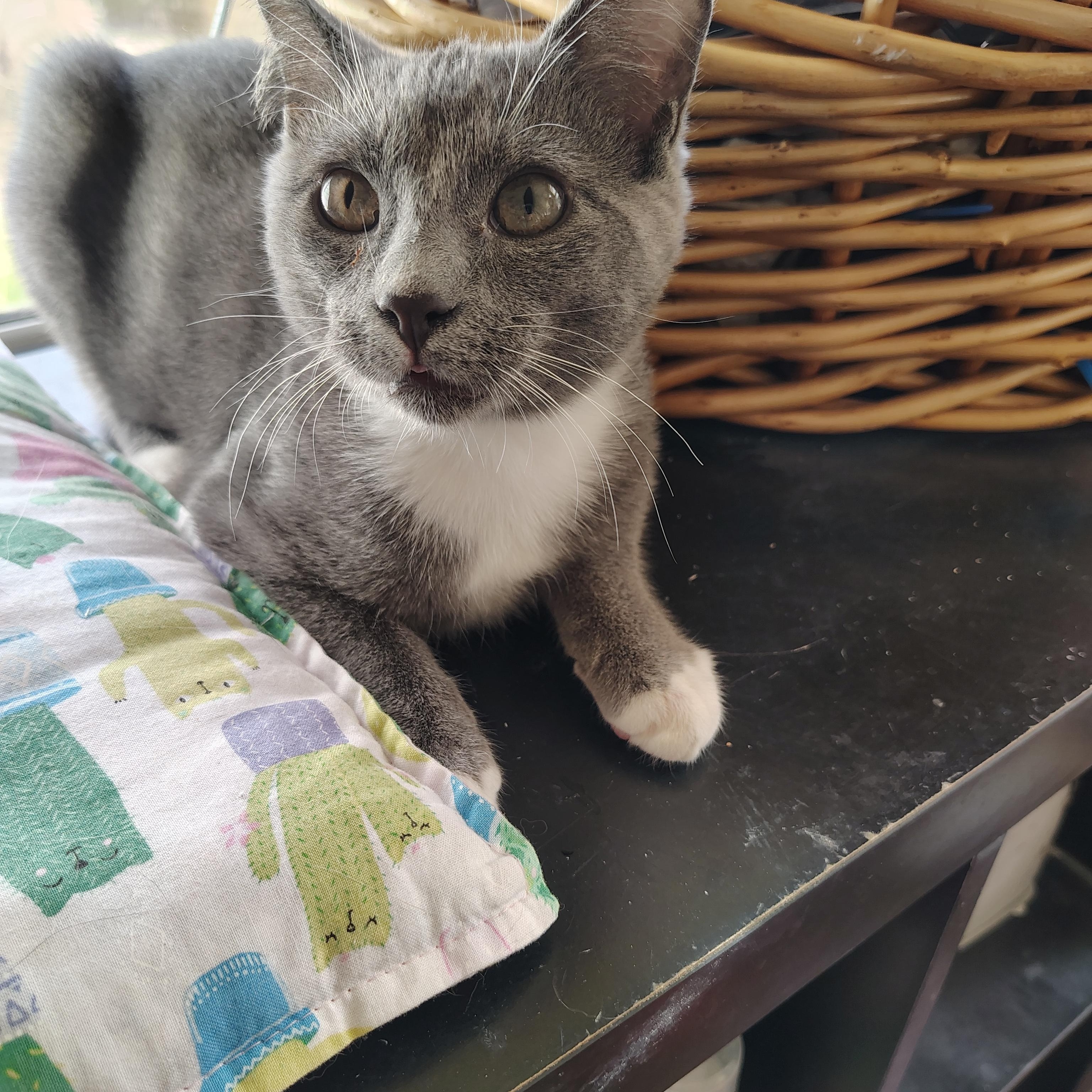 Enlarge Travis, a Adoptable Domestic Short Hair in Sewell, NJ image 3/6