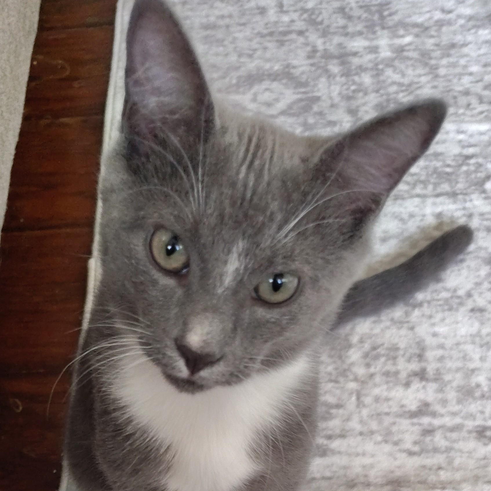 Enlarge Travis, a Adoptable Domestic Short Hair in Sewell, NJ image 4/6