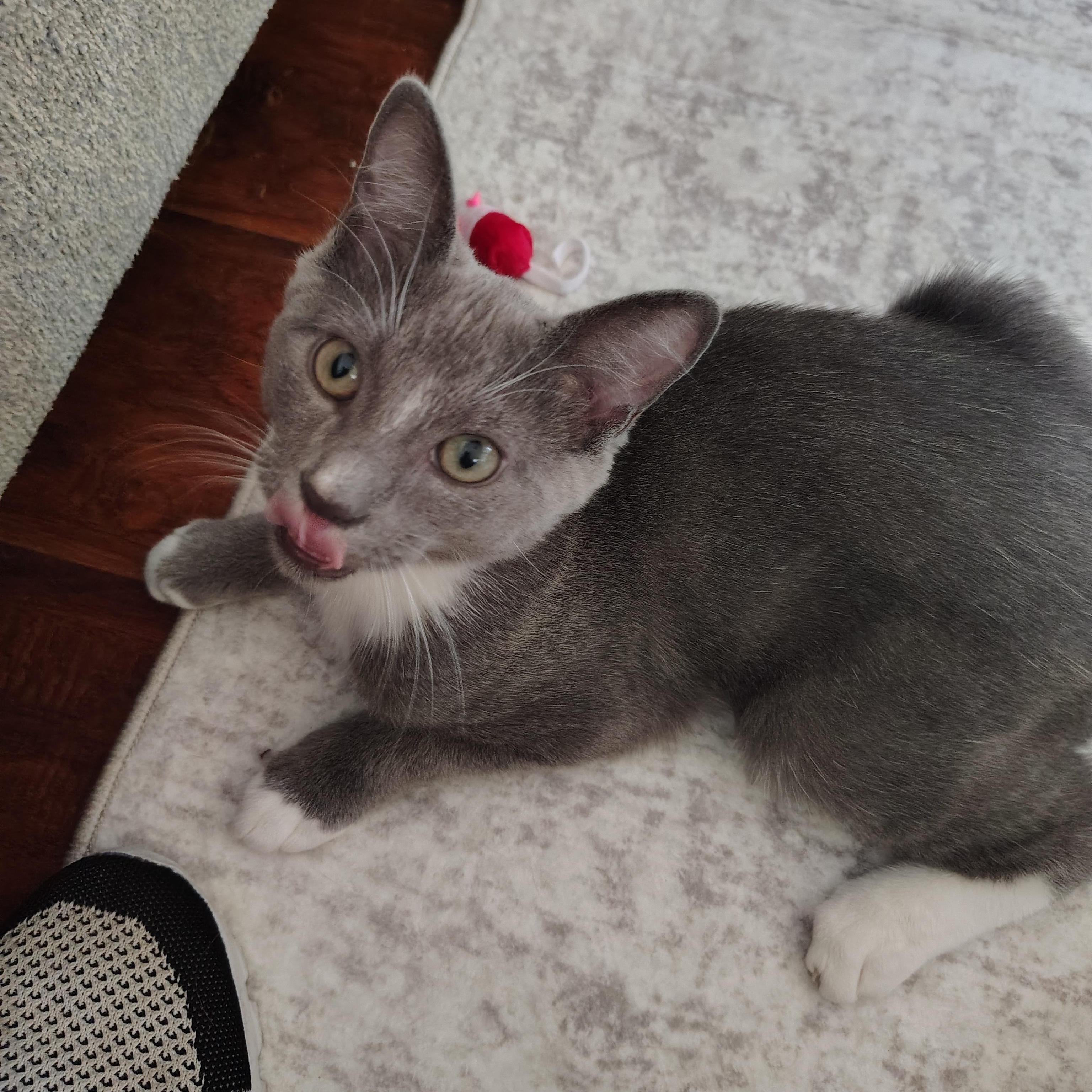 Enlarge Travis, a Adoptable Domestic Short Hair in Sewell, NJ image 5/6