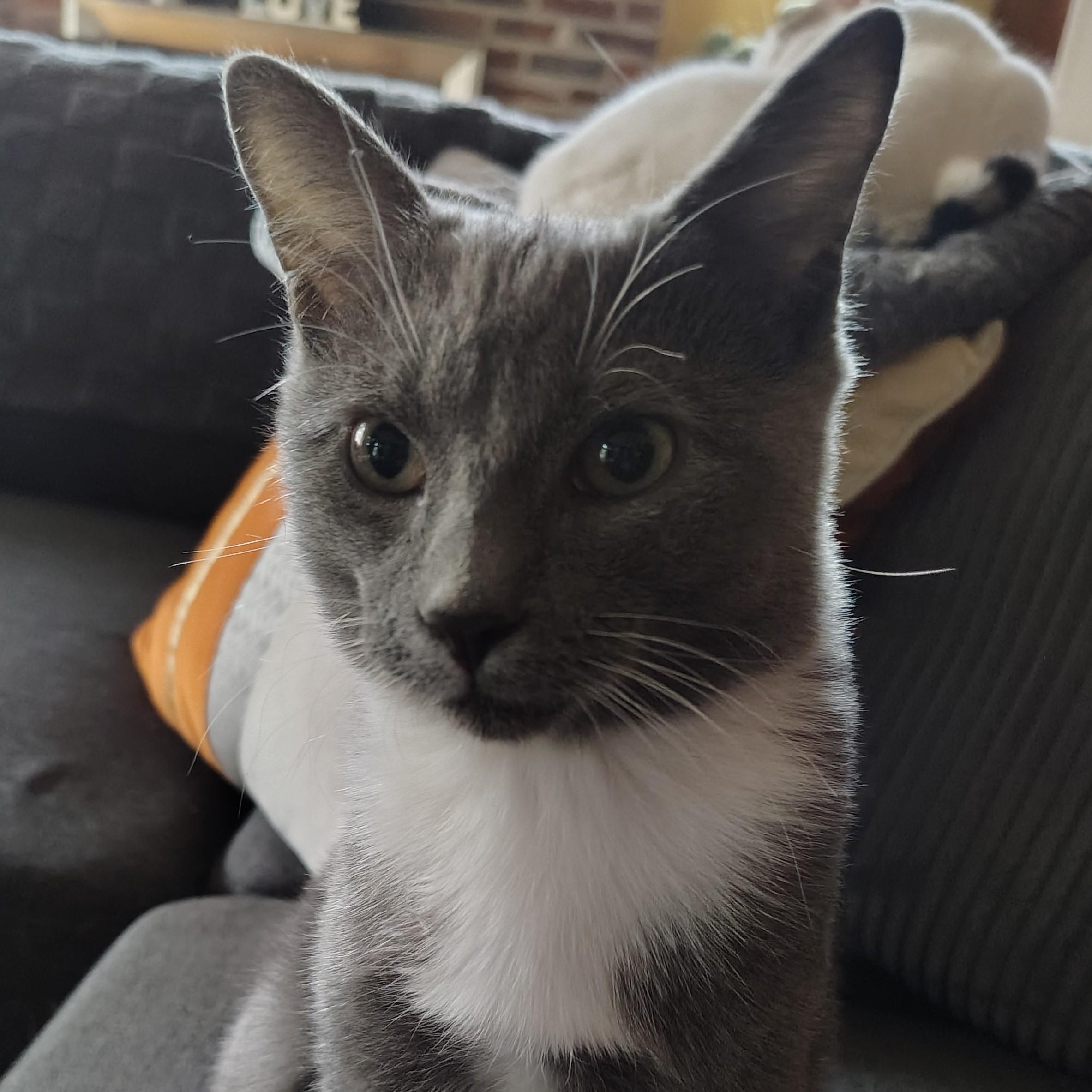 Enlarge Travis, a Adoptable Domestic Short Hair in Sewell, NJ image 2/6