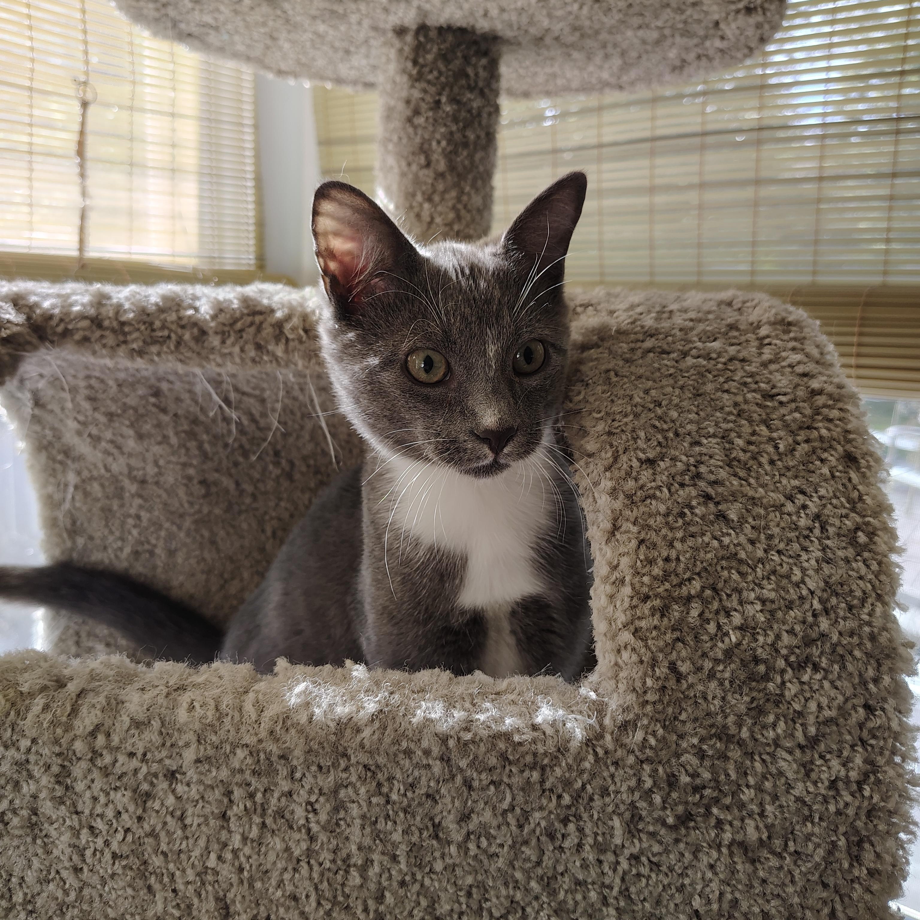 Enlarge Travis, a Adoptable Domestic Short Hair in Sewell, NJ image 6/6