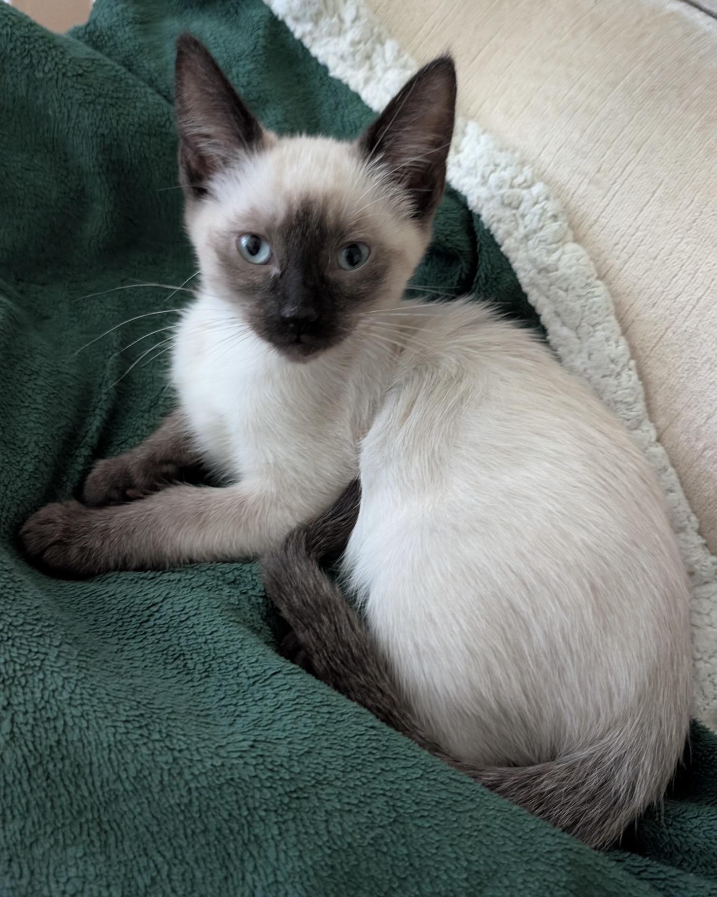 Enlarge Chloe (bonded with Fleur), a Adopted Siamese in San Francisco, CA image 1/3