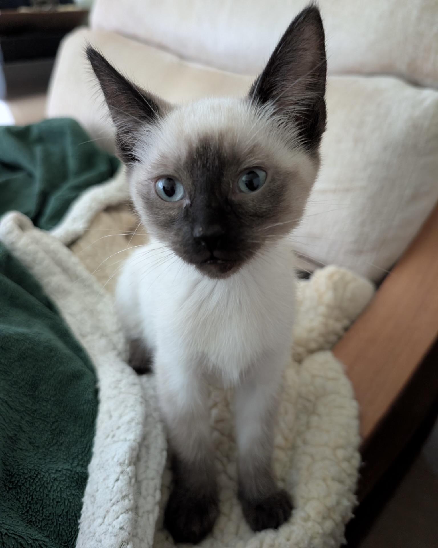 Enlarge Chloe (bonded with Fleur), a Adopted Siamese in San Francisco, CA image 2/3