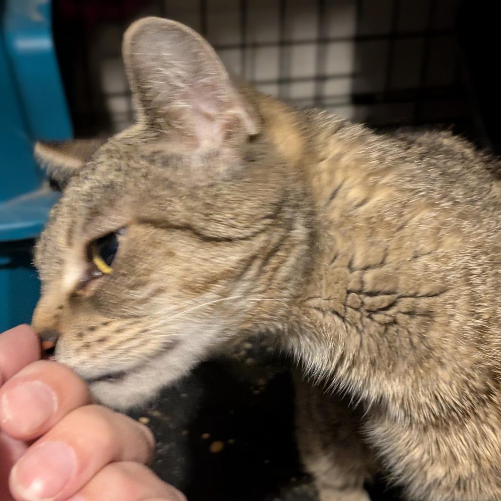 Hazard, a Adoptable Domestic Short Hair in Greenwood, MO image 2/2