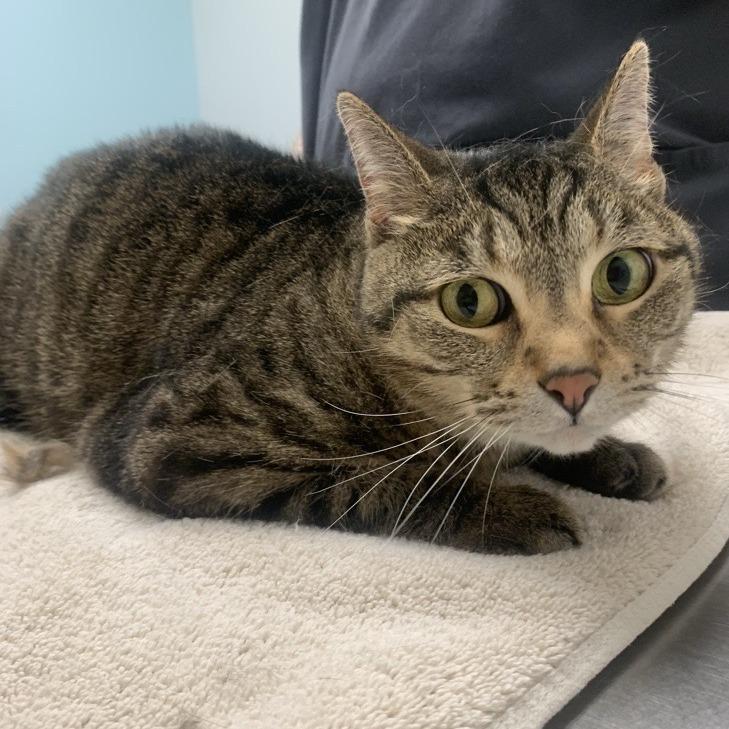 Enlarge Phoebe, a Adoptable Domestic Short Hair in Jacksonville, FL image 1/2