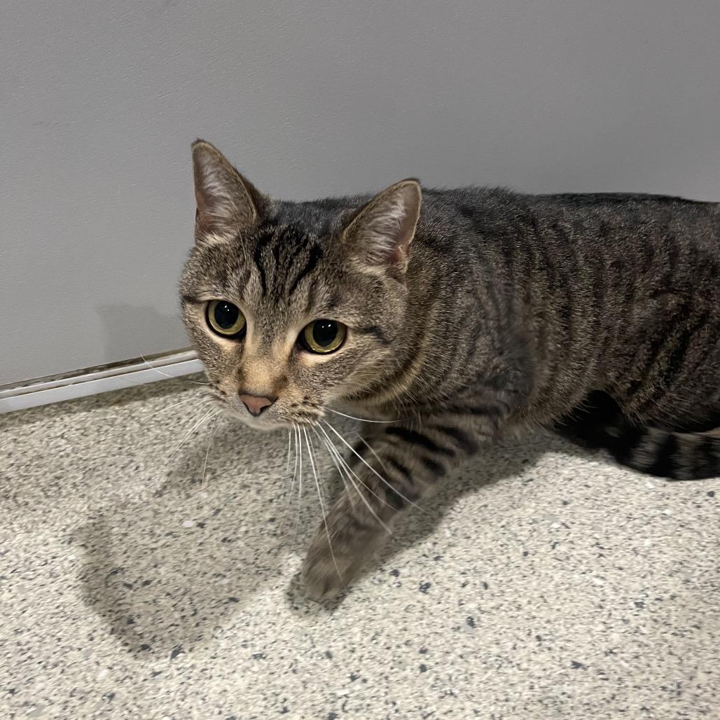 Enlarge Phoebe, a Adoptable Domestic Short Hair in Jacksonville, FL image 2/2