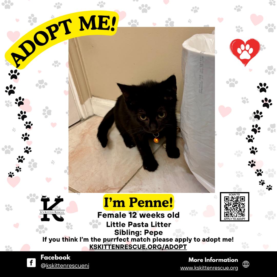 Penne, Baby Female Domestic Short Hair