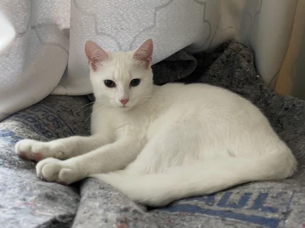 Enlarge Nora, a Adoptable mixed breed in Staten Island, NY image 1/1