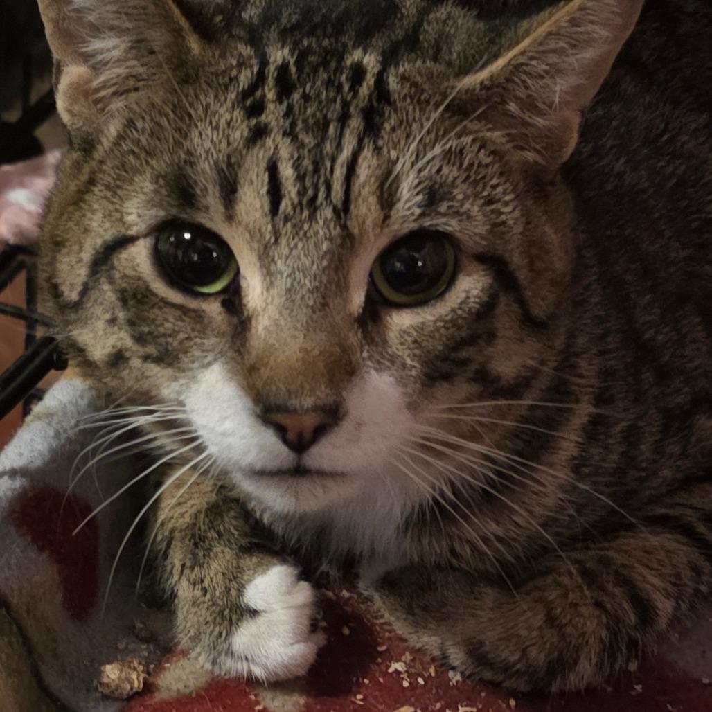 Cheetah, Adoptable, Adult Male Domestic Short Hair.