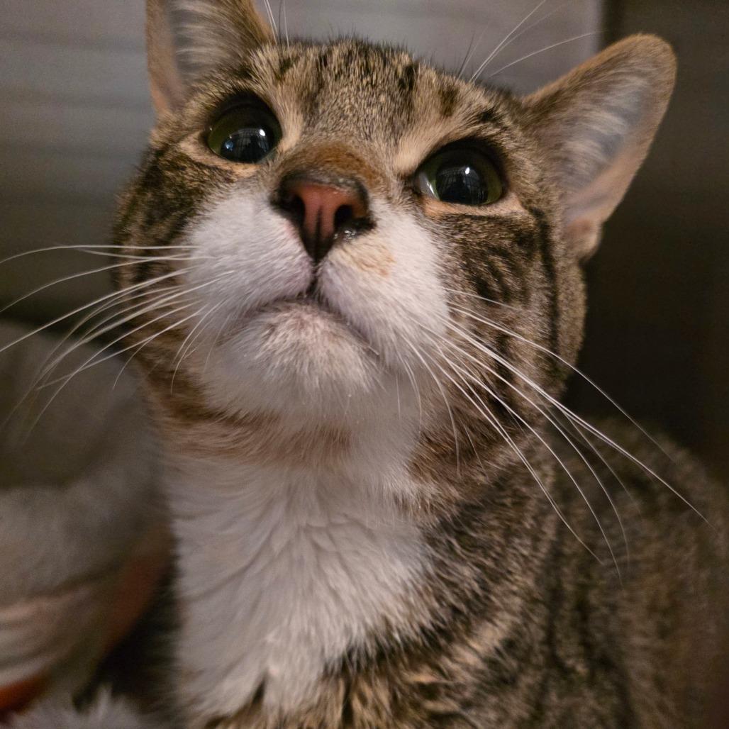 Enlarge Cheetah, a Adoptable Domestic Short Hair in Glenfield, NY image 2/5
