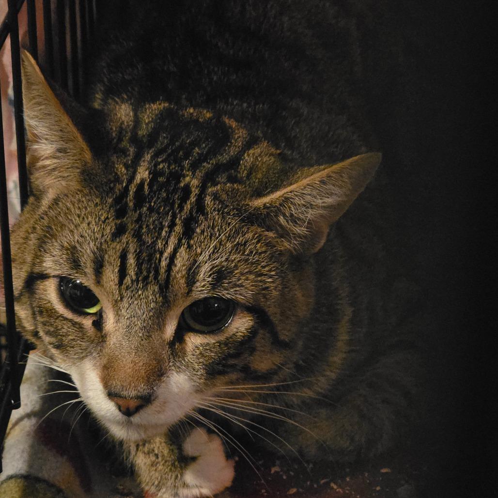 Enlarge Cheetah, a Adoptable Domestic Short Hair in Glenfield, NY image 3/5