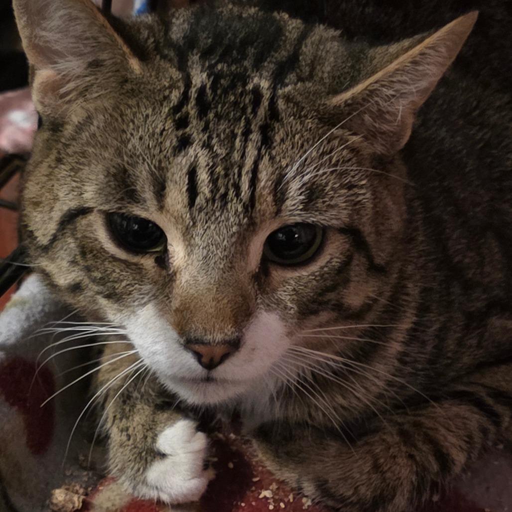 Enlarge Cheetah, a Adoptable Domestic Short Hair in Glenfield, NY image 4/5